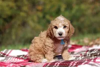 August (AKC), a male Poodle - Miniature  for sale in Millersburg, OH – 2 of 6