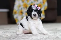 Millie, a female Poodle - Miniature  for sale in Millersburg, OH – 4 of 4