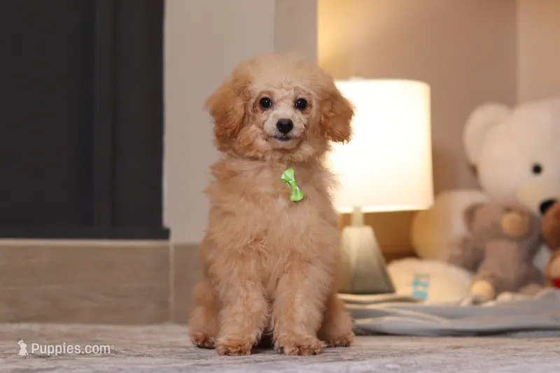 Asher (AKC) – Poodle - Miniature  puppy for sale in Millersburg, OH