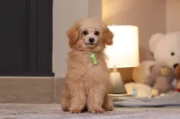 Asher (AKC), a male Poodle - Miniature  for sale in Millersburg, OH – 1 of 7