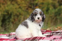 Jett (AKC), a male Poodle - Miniature  for sale in Millersburg, OH – 3 of 8