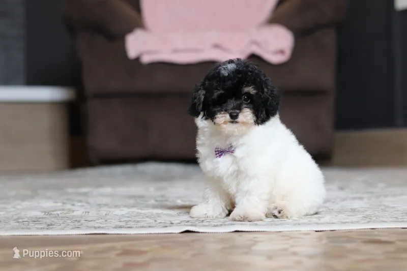 Amber – Poodle - Miniature  puppy for sale in Millersburg, OH