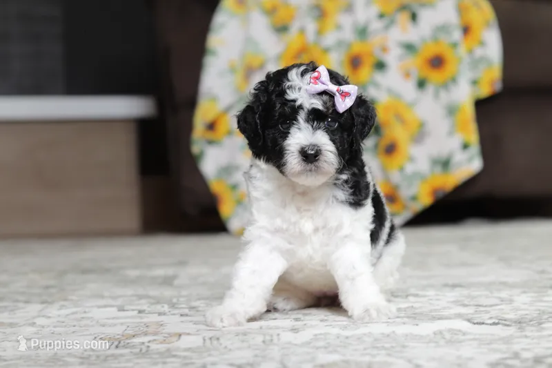 Millie – Poodle - Miniature  puppy for sale in Millersburg, OH