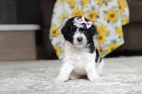 Millie, a female Poodle - Miniature  for sale in Millersburg, OH – 1 of 4