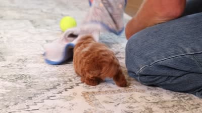 Vince, a male Poodle - Miniature  for sale in Millersburg, OH – 4 of 4