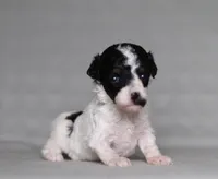 Harper, a female Poodle - Miniature  for sale in Millersburg, OH – 2 of 5