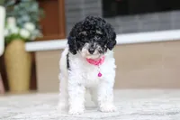 Cassie (AKC), a female Poodle - Miniature  for sale in Millersburg, OH – 6 of 7
