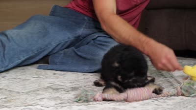 Dash (AKC), a male Poodle - Miniature  for sale in Millersburg, OH – 4 of 4