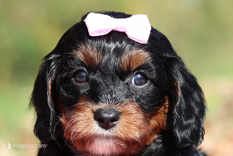 Della – Cavapoo puppy for sale in Millersburg, OH