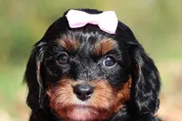 Della, a female Cavapoo for sale in Millersburg, OH – 1 of 7