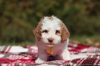 Alfie (AKC), a male Poodle - Miniature  for sale in Millersburg, OH – 2 of 5