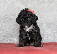 Ember, a female Poodle - Miniature  for sale in Millersburg, OH – 4 of 4