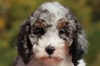 Jett (AKC), a male Poodle - Miniature  for sale in Millersburg, OH – 1 of 8