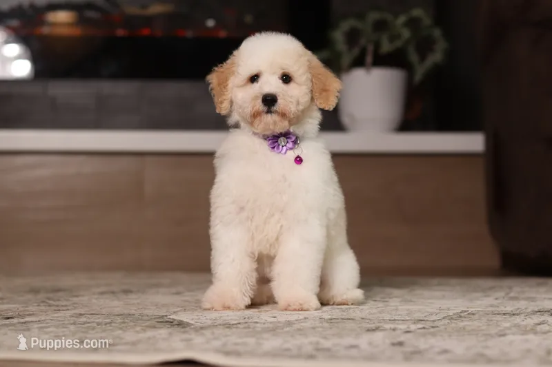 Maisie (AKC) – Poodle - Miniature  puppy for sale in Millersburg, OH