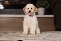 Maisie (AKC), a female Poodle - Miniature  for sale in Millersburg, OH – 1 of 7