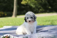 Bella (AKC), a female Poodle - Miniature  for sale in Millersburg, OH – 2 of 4