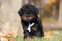 Carson (AKC), a male Poodle - Miniature  for sale in Millersburg, OH – 3 of 8