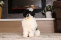 Domino (AKC), a male Poodle - Miniature  for sale in Millersburg, OH – 6 of 7
