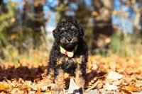Sterling (AKC), a male Poodle - Miniature  for sale in Millersburg, OH – 2 of 9