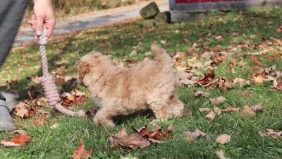 Jewel (AKC), a female Poodle - Miniature  for sale in Millersburg, OH – 7 of 7