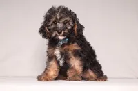 Ranger, a male Poodle - Miniature  for sale in Millersburg, OH – 6 of 7