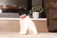 Harley, a male Poodle - Miniature  for sale in Millersburg, OH – 2 of 7