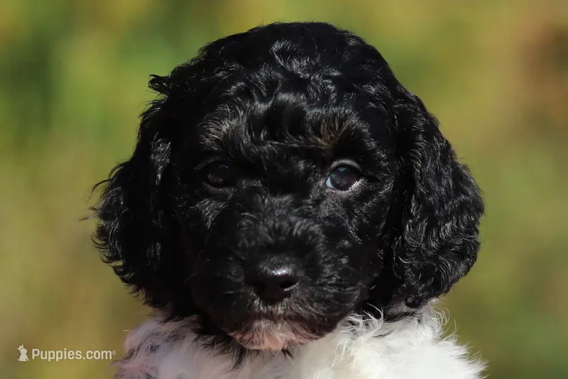 Joey (AKC) – Poodle - Miniature  puppy for sale in Millersburg, OH