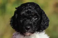 Joey (AKC), a male Poodle - Miniature  for sale in Millersburg, OH – 1 of 6