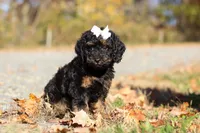 Sadie (AKC), a female Poodle - Miniature  for sale in Millersburg, OH – 6 of 9