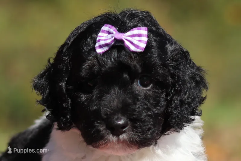 Joisie (AKC) – Poodle - Miniature  puppy for sale in Millersburg, OH