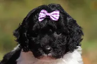 Joisie (AKC), a female Poodle - Miniature  for sale in Millersburg, OH – 1 of 6