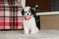 Hazel, a female Poodle - Miniature  for sale in Millersburg, OH – 4 of 7