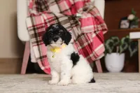 Maverick (AKC), a male Poodle - Miniature  for sale in Millersburg, OH – 1 of 7