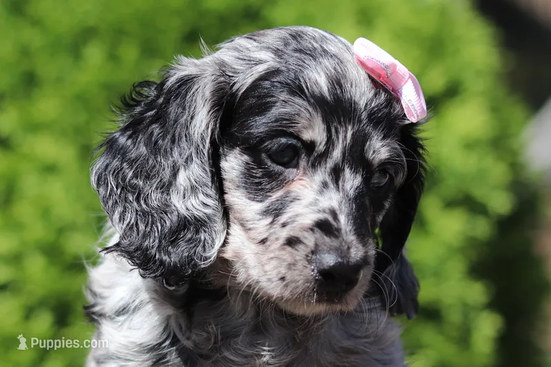 Brielle (AKC) – Dachshund puppy for sale in Millersburg, OH