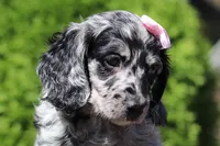 Brielle (AKC), a female Dachshund for sale in Millersburg, OH – 1 of 5