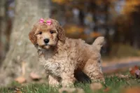 Jewel (AKC), a female Poodle - Miniature  for sale in Millersburg, OH – 4 of 7