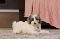 Jasper, a male Poodle - Miniature  for sale in Millersburg, OH – 2 of 4