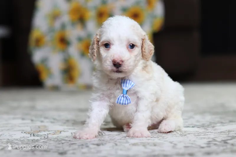 Monty – Poodle - Miniature  puppy for sale in Millersburg, OH