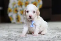 Monty, a male Poodle - Miniature  for sale in Millersburg, OH – 1 of 3