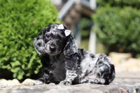 Bristol (AKC), a female Dachshund for sale in Millersburg, OH – 4 of 5