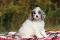 Jasper (AKC), a male Poodle - Miniature  for sale in Millersburg, OH – 3 of 8