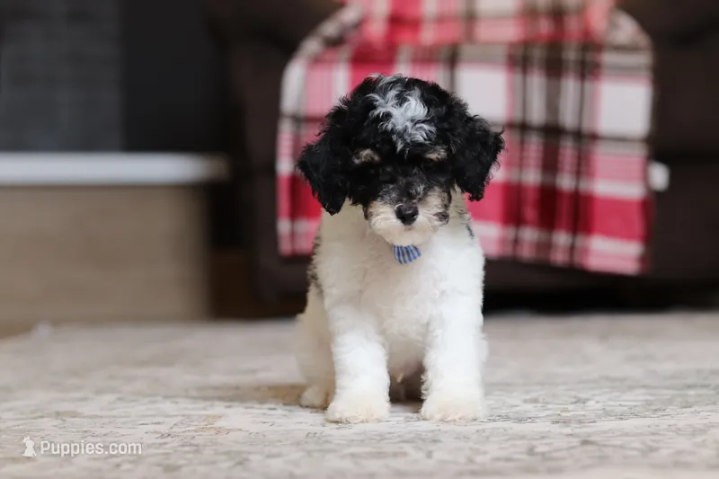 Hunter – Poodle - Miniature  puppy for sale in Millersburg, OH