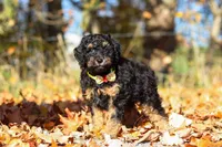 Sterling (AKC), a male Poodle - Miniature  for sale in Millersburg, OH – 6 of 9