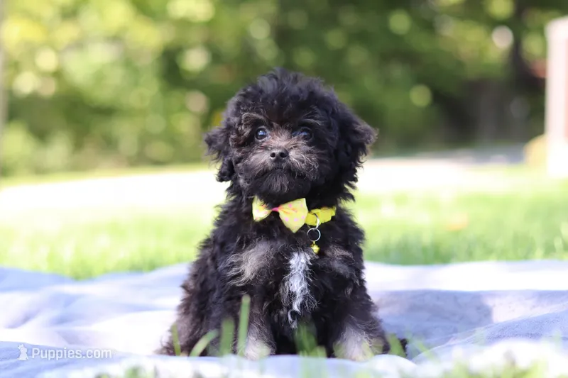 Dexter (AKC) – Poodle - Miniature  puppy for sale in Millersburg, OH