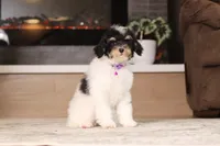 Hunter, a male Poodle - Miniature  for sale in Millersburg, OH – 3 of 7