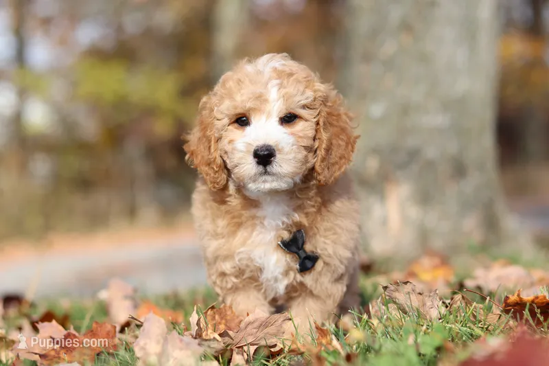 August (AKC) – Poodle - Miniature  puppy for sale in Millersburg, OH