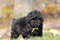 Carter (AKC), a male Poodle - Miniature  for sale in Millersburg, OH – 2 of 7