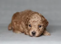 Archer, a male Poodle - Miniature  for sale in Millersburg, OH – 3 of 3