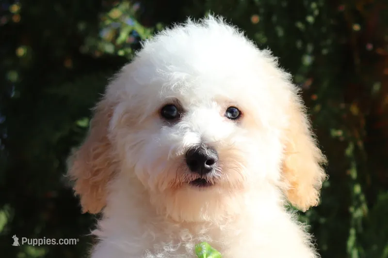 Monty (AKC) – Poodle - Miniature  puppy for sale in Millersburg, OH