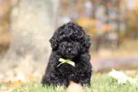 Carter (AKC), a male Poodle - Miniature  for sale in Millersburg, OH – 6 of 7